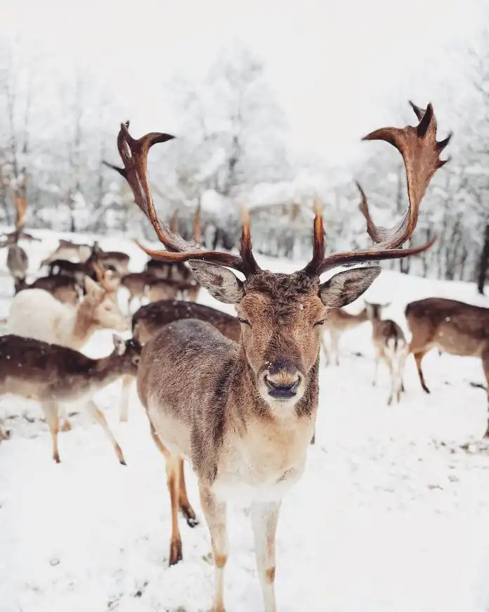 Vikend ideja: Ranch Dolina Jelena kao magična zimska priča Vikend ideja: Ranch Dolina Jelena kao magična zimska priča