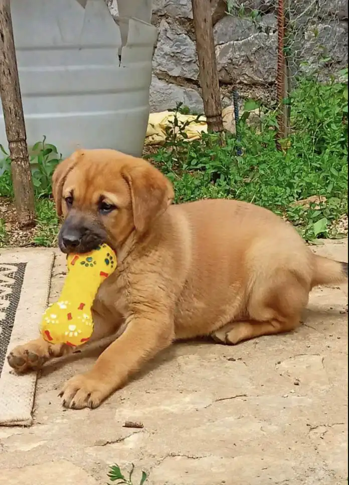 Ove subote se na Kontu organizira najslađi pawty u gradu! Ove subote se na Kontu organizira najslađi pawty u gradu!