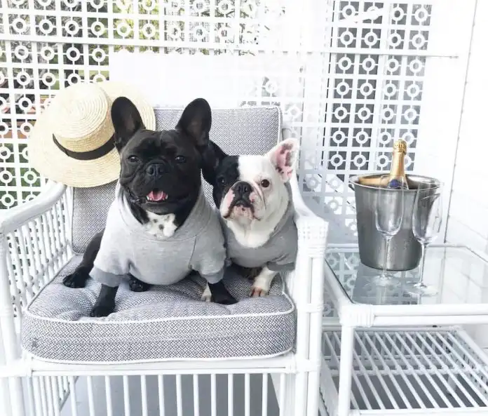 Danas obilježavamo Međunarodni dan pasa! Planirate putovanje s vašim ljubimcima? Evo preporuke i idealnih odmora za četvernožne prijatelje Danas obilježavamo Međunarodni dan pasa! Planirate putovanje s vašim ljubimcima? Evo preporuke i idealnih odmora za četvernožne prijatelje