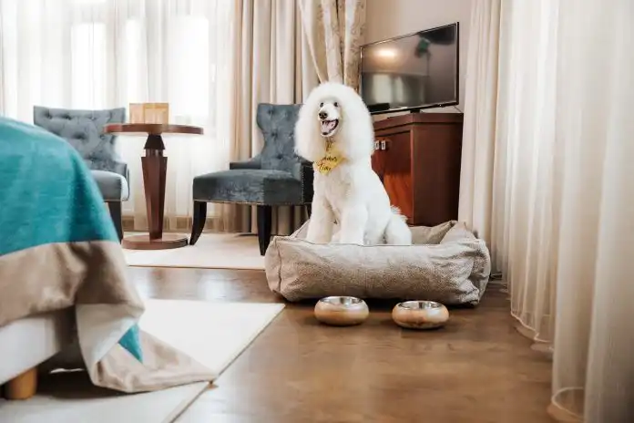 Želite li na odmor s kućnim ljubimcem? Ovo je hotel nedaleko Zagreba koji pruža i vama i krznenom prijatelju kraljevski tretman Želite li na odmor s kućnim ljubimcem? Ovo je hotel nedaleko Zagreba koji pruža i vama i krznenom prijatelju kraljevski tretman