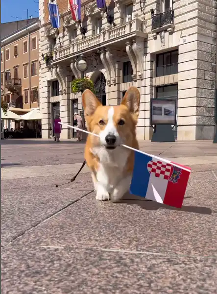 Dogloveri: Rijeku je posjetio psić koji ima brojne followere na Instagramu, a dosad je posjetio 15 zemalja! Dogloveri: Rijeku je posjetio psić koji ima brojne followere na Instagramu, a dosad je posjetio 15 zemalja!