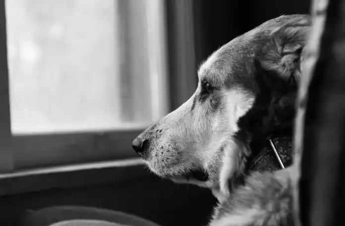 Pokrenuta je peticija za zabranu uporabe i prodaju pirotehnike u Hrvatskoj Pokrenuta je peticija za zabranu uporabe i prodaju pirotehnike u Hrvatskoj