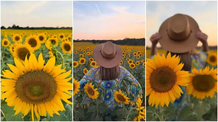 Pratimo suncokrete, pratimo Bar Bar Ellu koja je ovu idilu našla u Istri! Pratimo suncokrete, pratimo Bar Bar Ellu koja je ovu idilu našla u Istri!