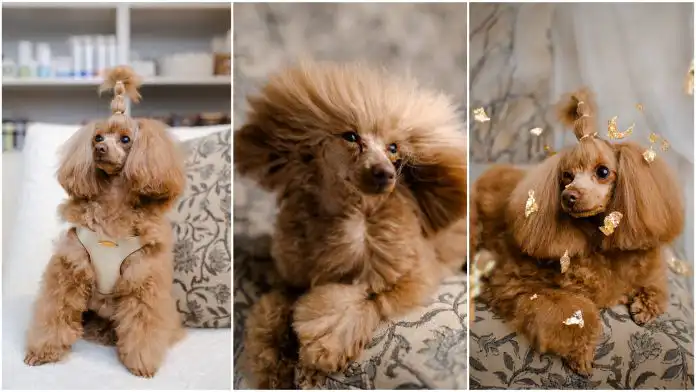 U Zagrebu će se održati međunarodno druženje pudli by Nextgroomers U Zagrebu će se održati međunarodno druženje pudli by Nextgroomers