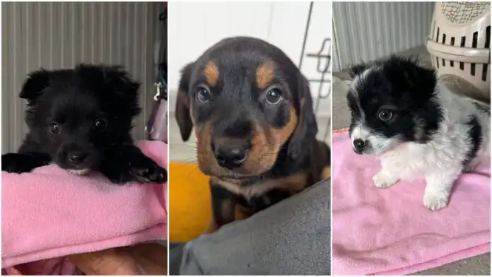 Azil za pse Rijeka u srijedu vas čeka na Korzu! Azil za pse Rijeka u srijedu vas čeka na Korzu!