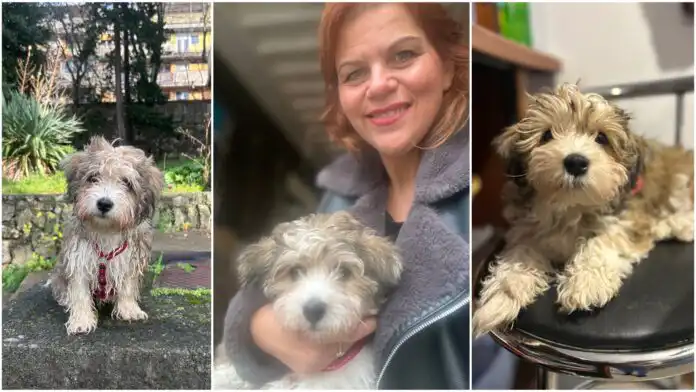 Vesna Pavletić i Bepa – priča o riječkoj poduzetnici i ljubimici Vesna Pavletić i Bepa – priča o riječkoj poduzetnici i ljubimici