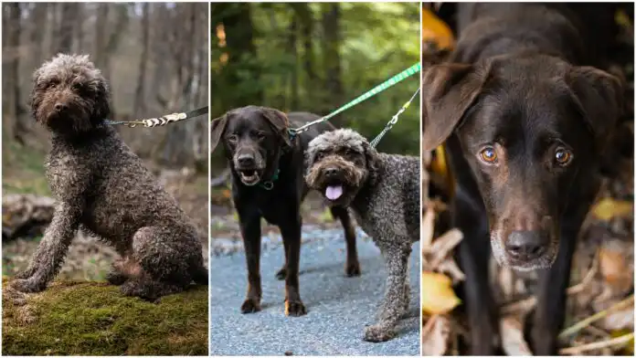 Dogloveri: Sara, Zola i Bunny Dogloveri: Sara, Zola i Bunny