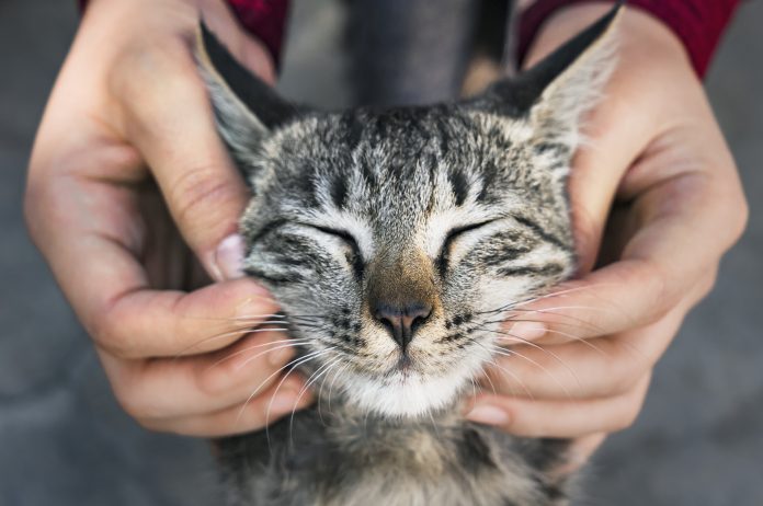 dm pomogao udruzi Kitten Safe House nakon zbrinjavanja 89 mačaka iz jednog stana u Rijeci. dm pomogao udruzi Kitten Safe House nakon zbrinjavanja 89 mačaka iz jednog stana u Rijeci.